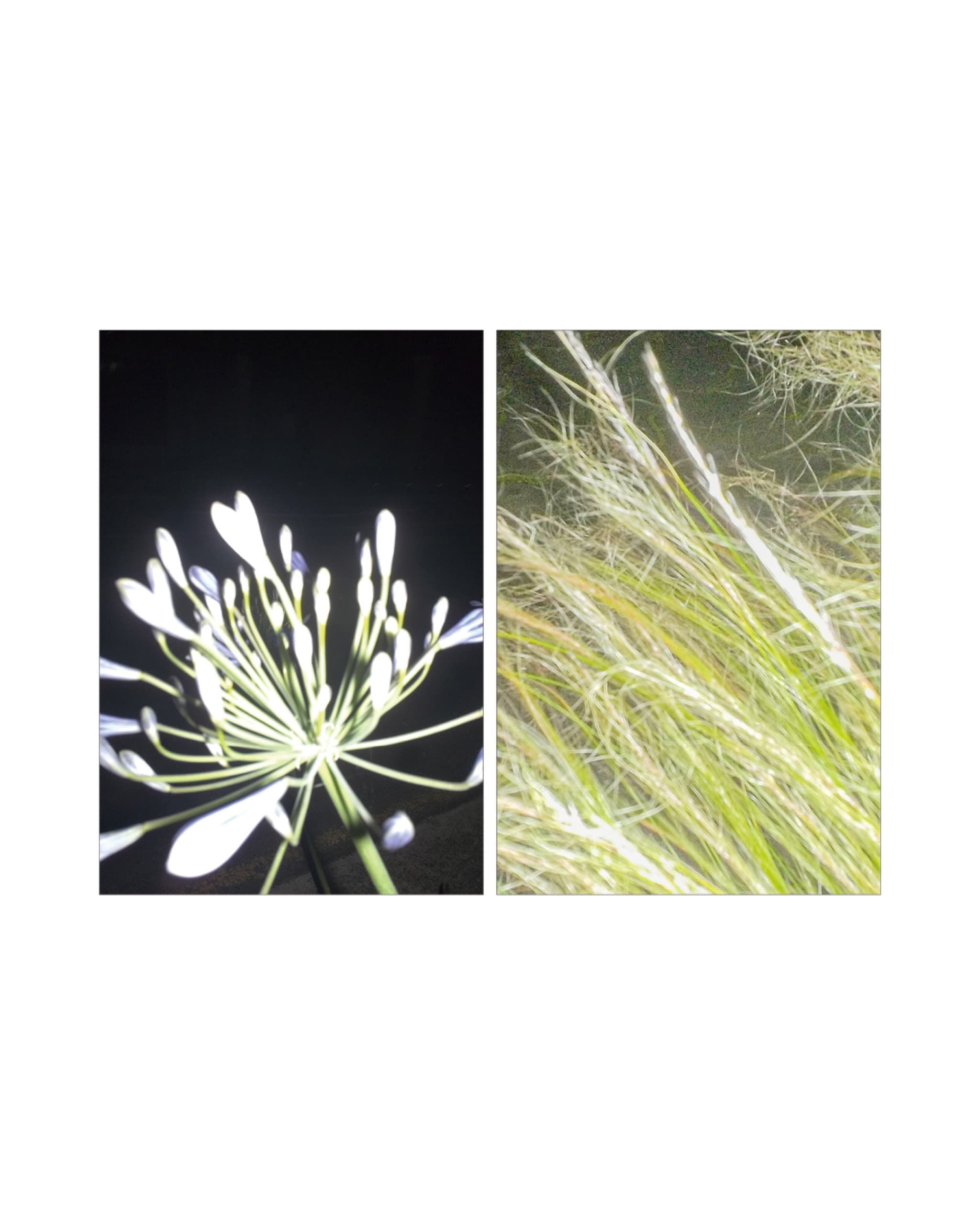 사진가 최원혁 ≪MiamMiam≫ - 4